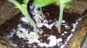 Comment se débarrasser de la moisissure sur les semis.