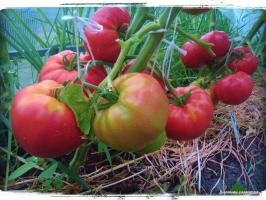 5 meilleures variétés de tomates pour la serre et en plein champ