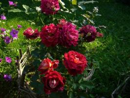 Roses Hivernage: comment protéger la reine du gel
