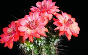 La raison la plus fréquente pour laquelle le cactus ne fleurissent pas et quoi faire pour intelligemment épanouie
