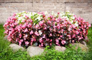 Quelles sont les fleurs plantés trop petit dans le lit de fleurs à fleurir tout l'été