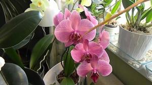 Humidité à la culture des orchidées