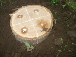 Comment faire pousser des champignons parfumés sur une souche d'arbre avec ses propres mains?
