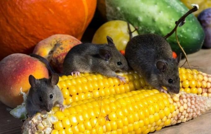 Les souris manger la récolte. Source photo: botanichka.ru