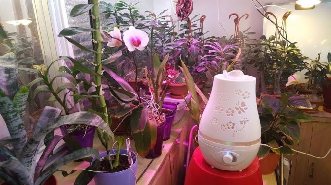 humidificateur est utile pour toutes les fleurs tropicales