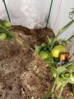 Les tomates mûrissent mal les jours de pluie. Puis-je les récupérer vert et mûrissent à la maison
