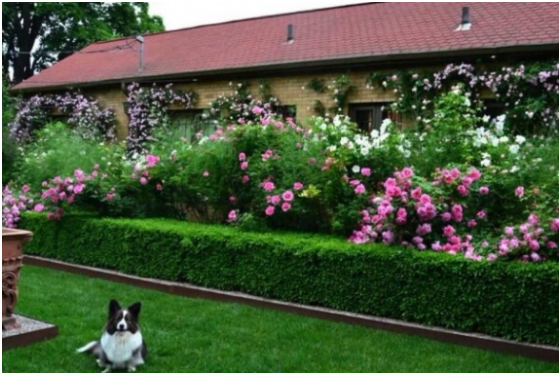 Maisonnette fleurs avec haies