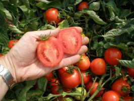 Nous cultivons des tomates sans germes - meilleures notes, des avantages et des inconvénients de la méthode