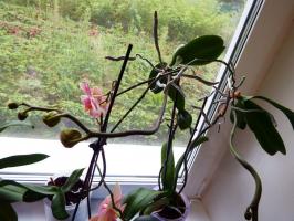 « Je fleurissaient, épanouie, et tout à coup disparu. » Pourquoi Phalaenopsis est en train de mourir dans la maison?