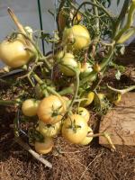 Pour les tomates rapidement mûries sur la brousse en Septembre dans une serre, ce qu'il faut faire