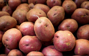 Comment stocker les pommes de terre pourrir les tubercules ne sont pas