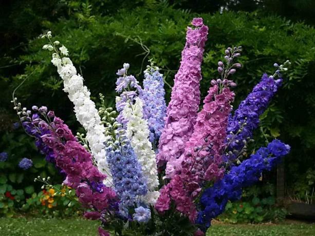 La diversité des variétés de delphinium. Ceci est une photo, puis - sont prises à partir de l'Internet