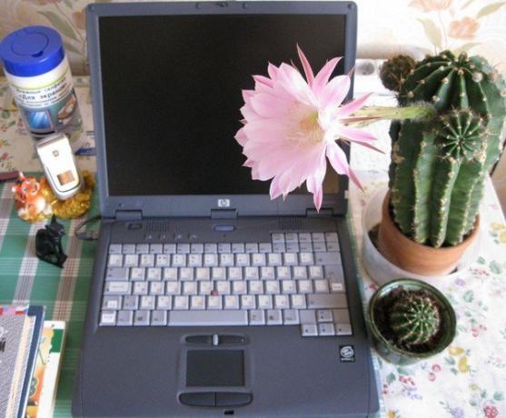 Cactus à l'ordinateur. Photo de l'Internet