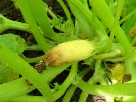 Courgette jaune Ovaire, la pourriture et tomber: ⚡ ce qu'il faut faire pour sauver la récolte dans le jardin