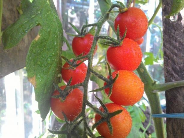 tomates mûrissement - vue pour les yeux endoloris! (Mojateplica.ru)