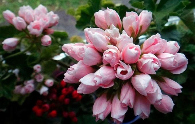 délicat bouquet de tulipe Géranium