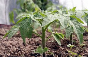 Nourrir les tomates iode pour produire des plants solides.