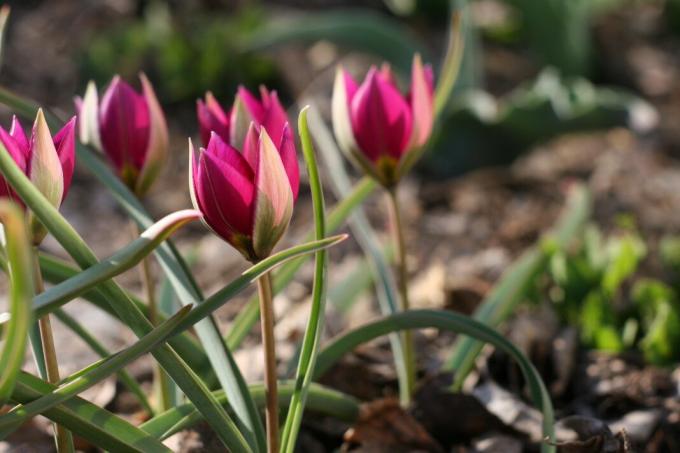 Attention! tulipes à faible croissance - exception. Adultes bulbes sont plantés à une profondeur de 10 cm. Photo: violet-bryansk.ru