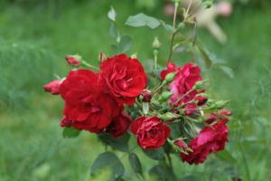 Le jardin de roses canadien sont bonnes pour le russe (en particulier dans les régions froides)