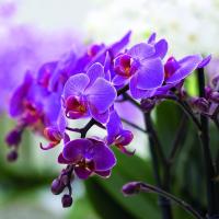 Ce qui est commun dans les orchidées Phalaenopsis et les décembristes?