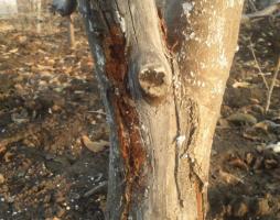 Octobre: ​​4 Secrets badigeonner les arbres d'automne pour la santé et une productivité élevée