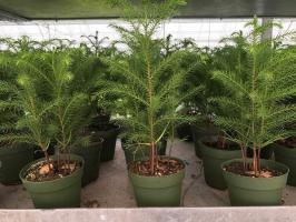 Araucaria: comment cultiver une maison d'arbre de Noël