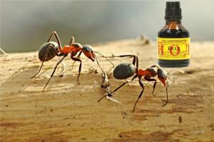 L'iode en éliminant les fourmis