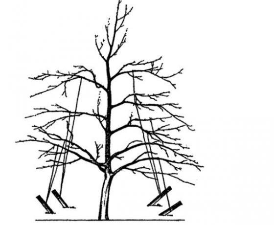 Le schéma de la façon de lier les branches au sol