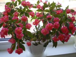 Comment obtenir une floraison luxuriante Achimenes