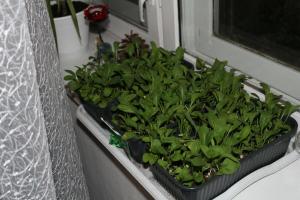 Comment faire pousser sur le balcon arugula