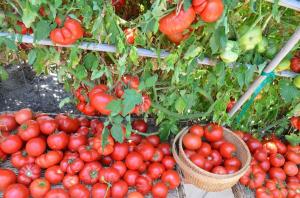 Les feuilles inférieures, plus le rendement des tomates (fertilisante en mode spécial et l'irrigation)