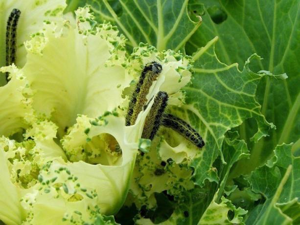 Sur le chou manger Caterpillars nos cultures