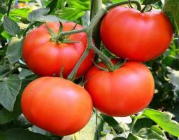 Variétés uniques de tomates - « Bobcat F1 ». Hybride qui a fait l'éloge de nombreux jardiniers.
