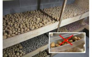 Les erreurs de stockage de pommes de terre. Comment stocker les pommes de terre.