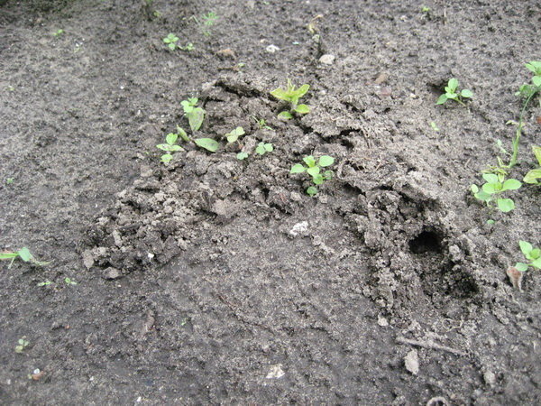 Photo coups grillons taupe dans le jardin (avec gektariki.ru)