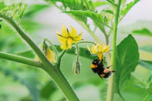 Tomates fleurs se fanent, les ovaires ne le font pas... Pourquoi est-ce qui se passe et comment résoudre