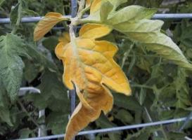 Pourquoi les feuilles deviennent jaunes tomates? Nous traitons les problèmes ensemble