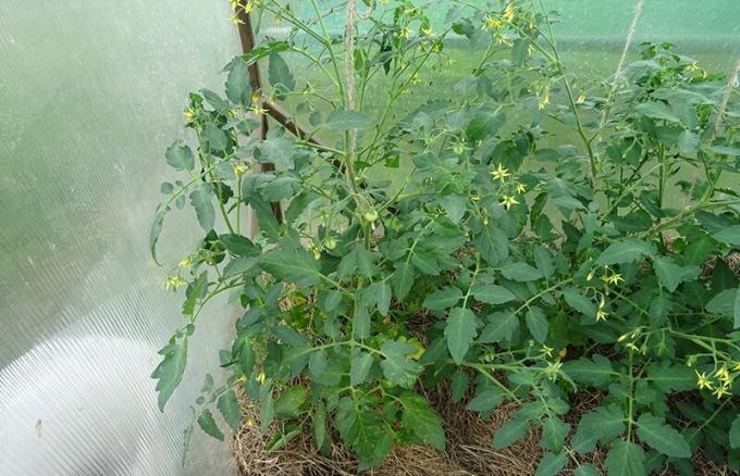 11 juin 2019, Kursk. Deux brousse tomate déterminante d'un type de mycorhizes et sans guère différer.