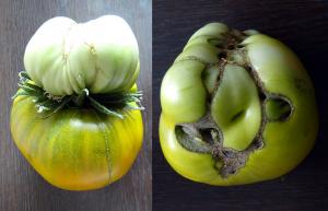 La vérité sur les doubles fleurs dans les tomates, enlever ou non
