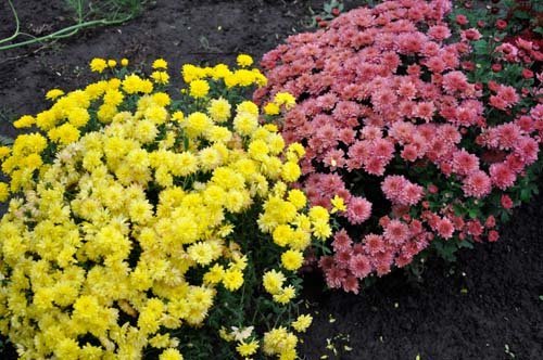 Chrysanthèmes Plus et site décorer! (Flo.discus-club.ru)