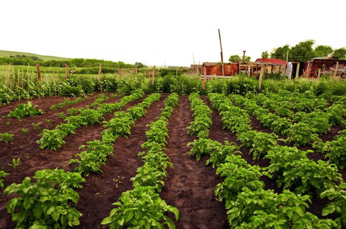 Pour les pommes de terre, aussi, la règle de la rotation des cultures | Jardinage & Horticulture