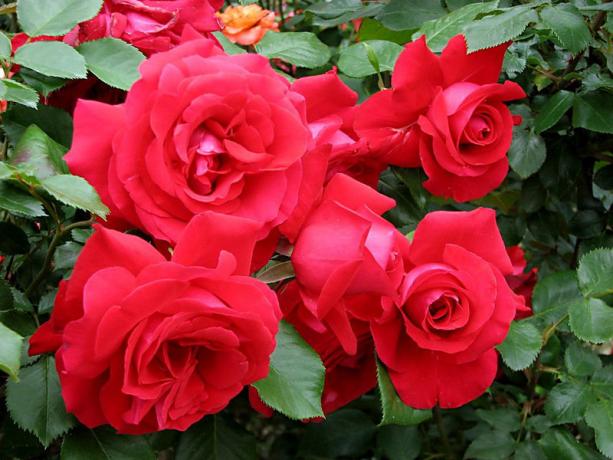 Chic variété de rose 'La Marseillaise' (liveinternet.ru)