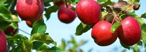 Arbre Apple - le technicien agricole et biologiques
