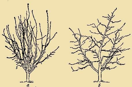 la taille de printemps est activement appliquée aux jeunes arbres - arbres paysagers, qui sont soumis à cette procédure chaque année, ont besoin chaque année il y a moins (nous ne parlons pas d'anti-âge la taille).