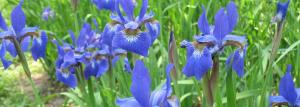 Comment faire un jardin de chefs-d'œuvre des iris: l'analyse syntaxique des plantes de prédilections 🌸