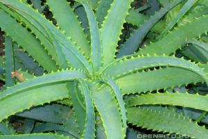 Agave: propriétés médicinales des plantes