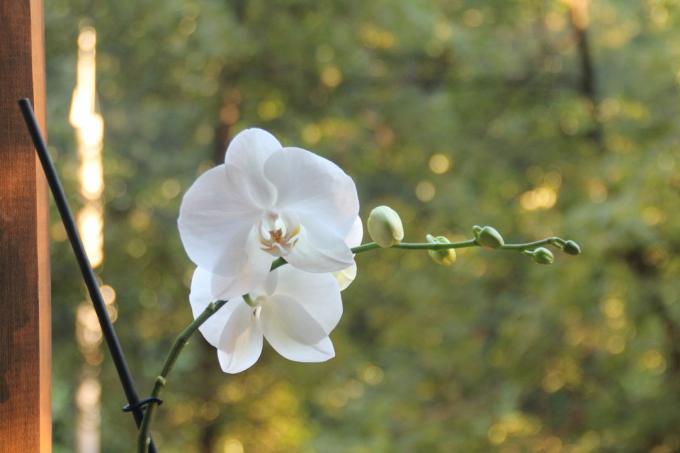 Mon phalaenopsis blanc cet été a fleuri pour la première fois après l'achat. Gardez un article sur sa page sur le réseau social, afin de ne pas perdre et à partager avec des amis!