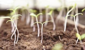 Comment éviter de tirer des semis germées dès les premiers jours de croissance.