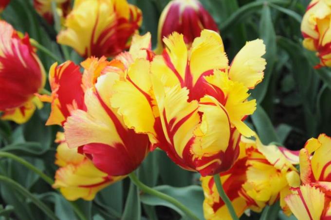 fleurs tulipe perroquet lumineux, qualité Texas flamme. Photo de: stroy-podskazka.ru