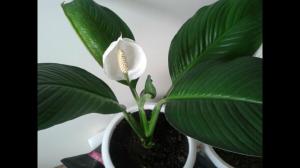 Toxiques pour les chats Spathiphyllum ou non? Que faire si l'animal est empoisonnée